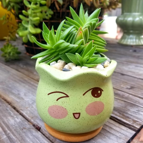 None Other - ON HOLD Crussula Capitella succulent